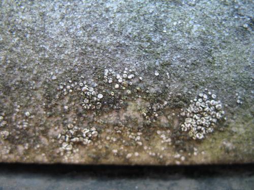 Слоевища накипных лишайников на поверхности мрамора