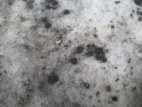 Колонии темноокрашенных грибов на поверхности мрамора