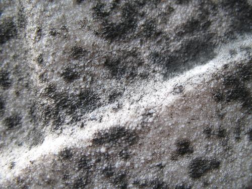 Колонии темноокрашенных грибов на поверхности мрамора. Выкрашивание мрамора.