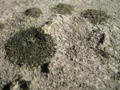 Выкрашивание поверхности мрамора. Слоевища накипных лишайников, колонии темноокрашенных грибов на поверхности камня.