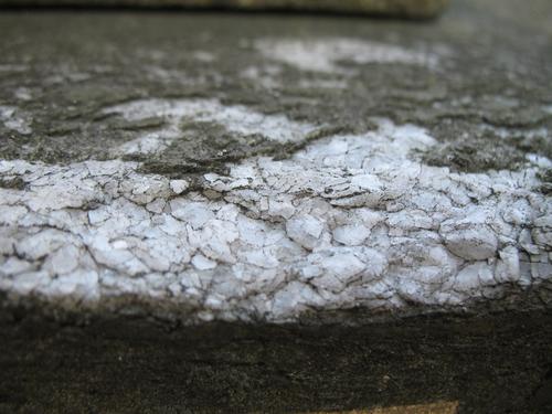 Микроколонии темноокрашенных грибов на рускеальском мраморе