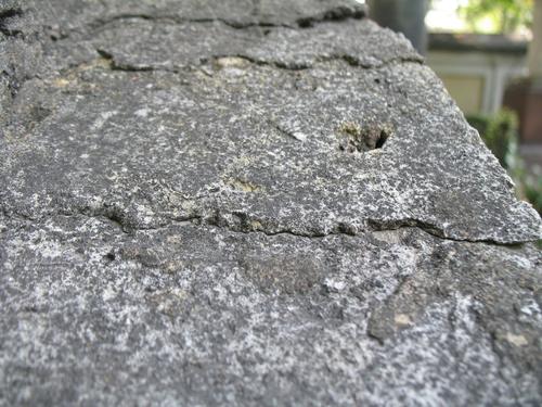 Слоевища накипных лишайников на поверхности путиловской плиты (постамент под урной)