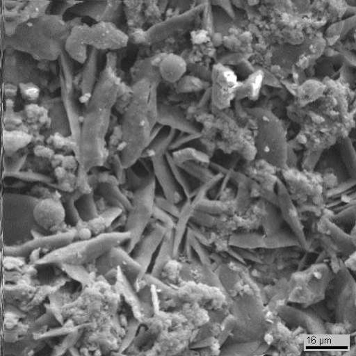 Электронномикроскопический снимок поверхности образца 2. Видны  пластинчатые кристаллы гипса, округлые клетки водорослей, а также скопления тонкодисперсного неорганического вещества с вероятным включением в него элементов биогенного происхождения. Видны отдельные обломки мрамора.