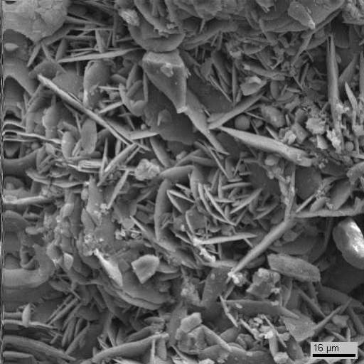 Электронномикроскопический снимок поверхности образца 4. Видны  пластинчатые кристаллы гипса, округлые клетки водорослей, а также скопления тонкодисперсного неорганического вещества с вероятным включением в него элементов биогенного происхождения. Видны отдельные обломки мрамора.